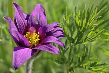 Teilgefüllte Gemeine Küchenschelle (Pulsatilla vulgaris) mit Großer Wiesenameise (Formica...