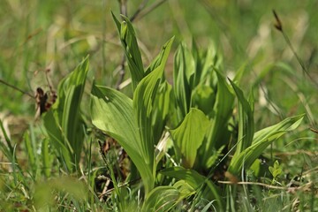 Knospender Gelber Frauenschuh (Cypripedium calceolus)