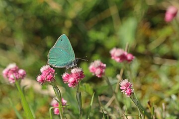 Grüner Zipfelfalter (Callophrys rubi).an weiblichem Gemeinen Katzenpfötchen (Antennaria dioica)
