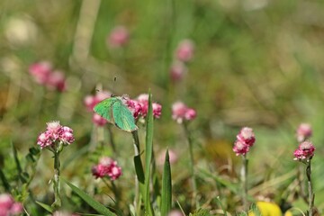 Grüner Zipfelfalter (Callophrys rubi).an weiblichem Gemeinen Katzenpfötchen (Antennaria dioica)