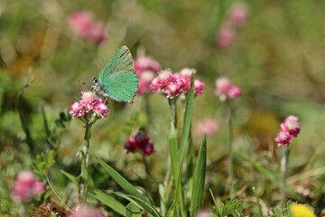 Grüner Zipfelfalter (Callophrys rubi).an weiblichem Gemeinen Katzenpfötchen (Antennaria dioica)
