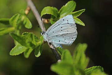 Faulbaum-Bl&auml;uling (Celastrina argiolus) an Schlehe