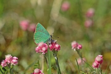 Grüner Zipfelfalter (Callophrys rubi).an weiblichem Gemeinen Katzenpfötchen (Antennaria dioica)