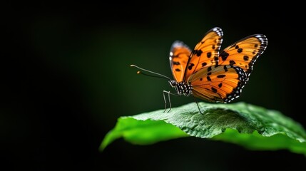 An orange butterfly perched on a green leaf, contrasting beautifully with its surroundings, a symbol of transformation and the delicate balance of nature in a serene environment.