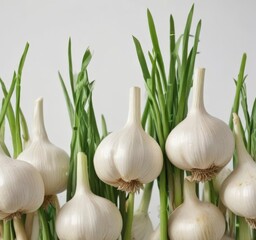 Neatly aligned garlic bulbs and their green stalks against a pure white background ,  stock photo,  natural