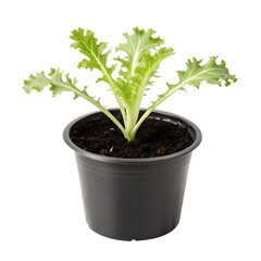 Lettuce seedling in a small pot isolated on transparent background