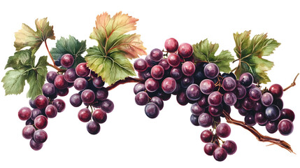 Obraz premium Fresh Bunch of Red Grapes on Transparent Background for Food and Beverage Advertising