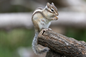 シマリス〜さいたま市りすの家〜