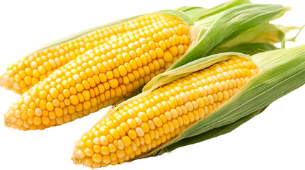 Fresh Corn Isolated on Transparent Background for Food and Agriculture Industry
