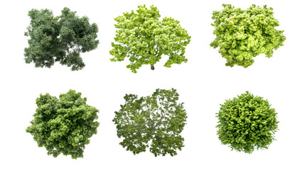 Fototapeta premium Aerial View of Eight Green Trees with Leaves