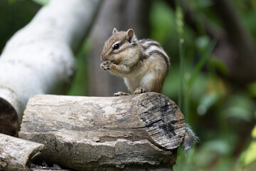シマリス〜さいたま市りすの家〜