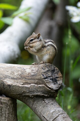 シマリス〜さいたま市りすの家〜