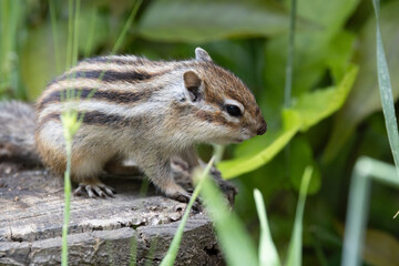 シマリス〜さいたま市りすの家〜