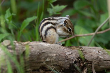 シマリス〜さいたま市りすの家〜