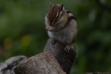 シマリス〜さいたま市りすの家〜