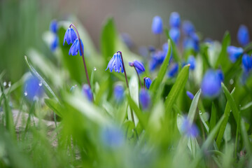 Blooming in a spring meadow, beautiful blue siberian squill flowers create a vibrant and colorful...