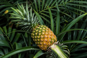 Obraz premium pineapple-with-tropical-leaves-backgroun_o_4HPehNSsmOijf4lI2_JQ_luavdRlWSS23_eXSqwH-Bg