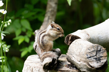 新緑のシマリス