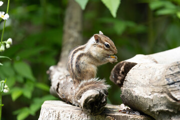 新緑のシマリス