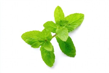 Fresh mint sprig with green leaves on white background, aromatic herb closeup
