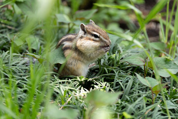 新緑のシマリス