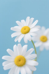 Fototapeta premium daisies on blue background