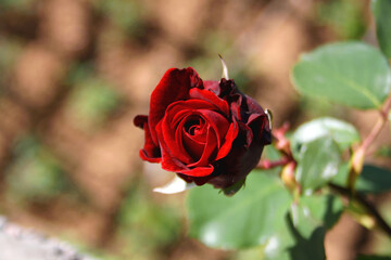 Beautiful red roses growing in the garden. Selective focus.