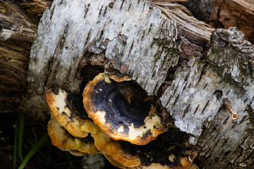 Fungus growing on tree trunk