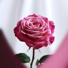 A beautiful pink rose, glistening with water drops against a lush green, evokes romance and the beauty of nature