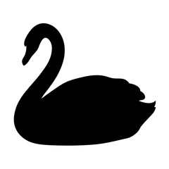 Elegant silhouette of a majestic black swan gracefully floating on water