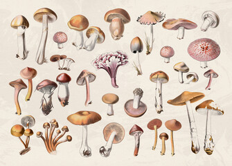 Mushroom collection  in soft colors on a textured beige background. © The Nature Notes
