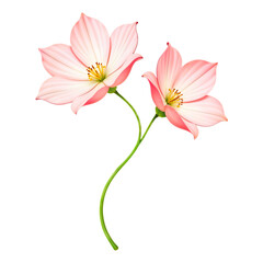 Obraz premium Two pink cosmos flowers with pink pistils and green stem on white background