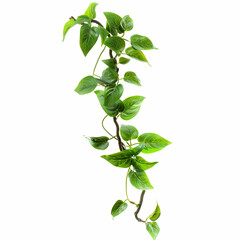 Lush Green Vine with Glossy Leaves Isolated on White Background