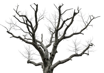 Obraz premium minimalist drawing showcasing the intricate structure of a winter tree