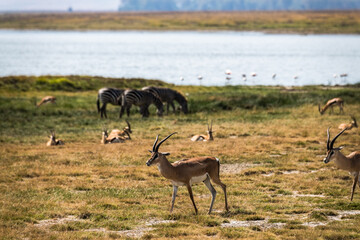 Safari im Ngorongoro Krater