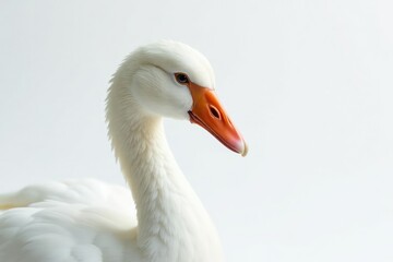 Obraz premium Close-up of pristine white feathers against pure white backdrop, simple, feather, innocence