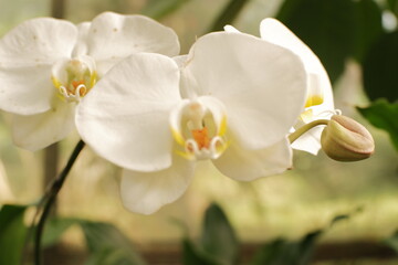 white orchid bloom in soft focus.

