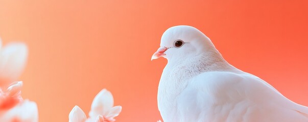 A single pristine white dove poses against a warm orange background