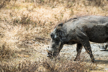 Safari im Ngorongoro Krater