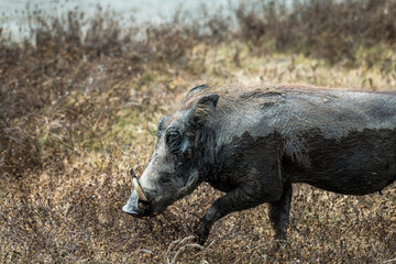 Safari im Ngorongoro Krater