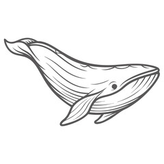 Blue Whale Outline Illustration, Marine Animal
