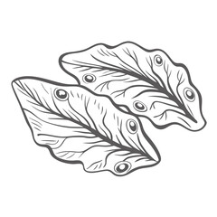 Marine Flatworm Outline Illustration, Sea Creature