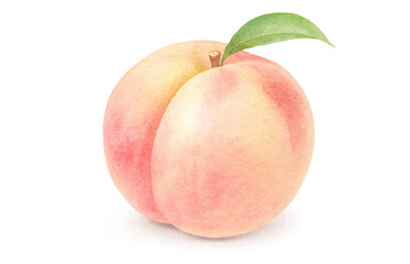 桃のイラスト 水彩 白桃