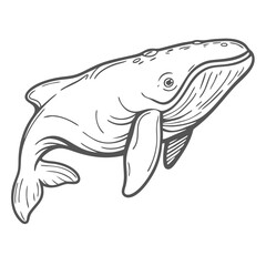North Atlantic Right Whale Line Art Illustration