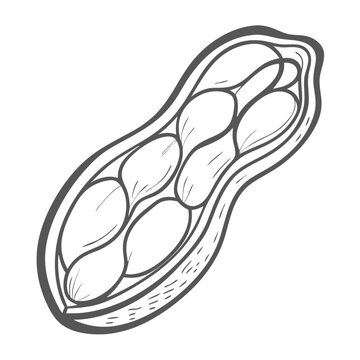 recommend clip art: Peanut Worm Sipuncula Phylum Line Art Illustration