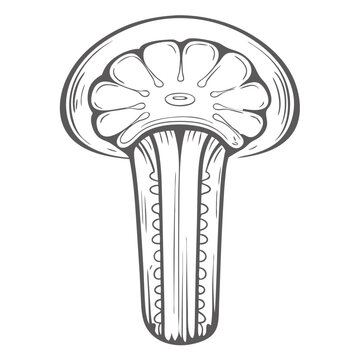 Salp Planktonic Tunicate Illustration, Marine Life