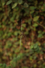 orb weaver spider on web in garden – nature macro.
