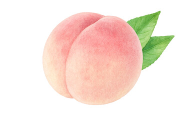 桃のイラスト 水彩 白桃