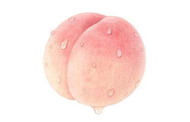 桃のイラスト 水彩 白桃