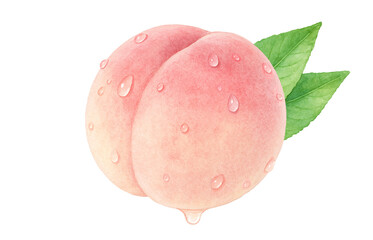 桃のイラスト 水彩 白桃